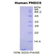 SDS-PAGE analysis of Human FNDC5 Protein.