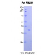 SDS-PAGE analysis of Rat Fibulin 1 Protein.