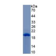 SDS-PAGE analysis of Human Filaggrin Protein.