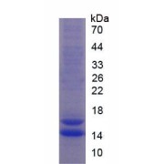SDS-PAGE analysis of Human FKBP1A Protein.