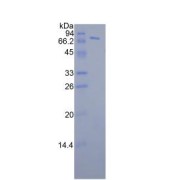 SDS-PAGE analysis of Human FKBP5 Protein.