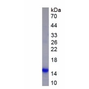 SDS-PAGE analysis of recombinant Human Furin (FURIN) Protein.