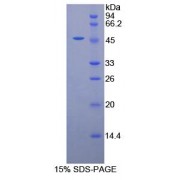 SDS-PAGE analysis of recombinant Human alpha Galactosidase Protein.