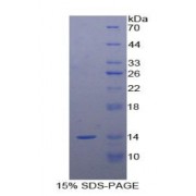 SDS-PAGE analysis of Human Galanin Protein.