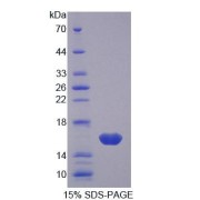 SDS-PAGE analysis of Mouse Galectin 1 Protein.