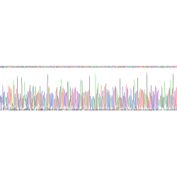 Rat Galectin 3 (LGALS3) Protein