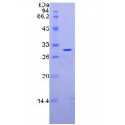 SDS-PAGE analysis of recombinant Rat Galectin 3 Protein.
