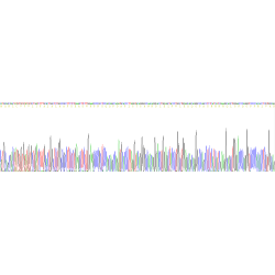 Human Gastrin (GAST) Protein