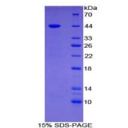SDS-PAGE analysis of recombinant Human Gastrin Protein.