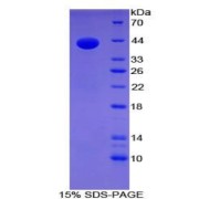 SDS-PAGE analysis of recombinant Mouse Gastrin Protein.