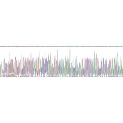 Mouse Gastrin (GAST) Protein