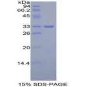 SDS-PAGE analysis of Mouse GLI3 Protein.