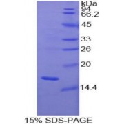 SDS-PAGE analysis of Human GDNF Protein.