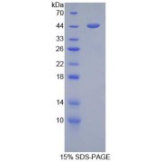 SDS-PAGE analysis of Mouse GFAP Protein.