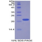 SDS-PAGE analysis of Human Glucagon Protein.
