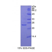 SDS-PAGE analysis of Rat Glutathione synthetase Protein.