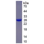 SDS-PAGE analysis of recombinant Human CHI3L1 Protein.