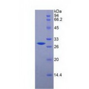 SDS-PAGE analysis of Mouse GP39 Protein.