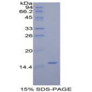 SDS-PAGE analysis of recombinant Human Golgi Glycoprotein 1 Protein.