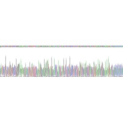 Rat Progonadoliberin 1 (GNRH1) Protein