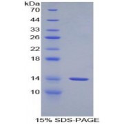 SDS-PAGE analysis of recombinant Rat Pro-GNRH1 Protein.