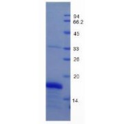 SDS-PAGE analysis of recombinant Mouse GDF1 Protein.
