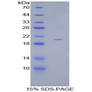 SDS-PAGE analysis of Human GDF10 Protein.