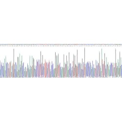 Human Growth Differentiation Factor 11 (GDF11) Protein