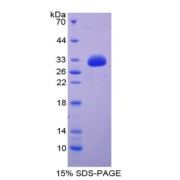 SDS-PAGE analysis of recombinant Human GDF11 Protein.