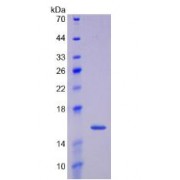SDS-PAGE analysis of recombinant Human GDF15 Protein.
