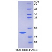 SDS-PAGE analysis of recombinant Rat GDF15 Protein.