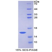 SDS-PAGE analysis of recombinant Rat GDF15 Protein.