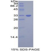 abx066955