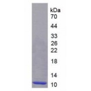 SDS-PAGE analysis of recombinant Human CXCL2 Protein.