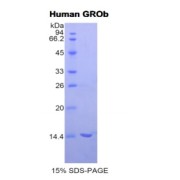 SDS-PAGE analysis of recombinant Human CXCL2 Protein.