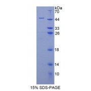 SDS-PAGE analysis of Human H2AFX Protein.