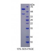 SDS-PAGE analysis of recombinant Human H2AFY Protein.