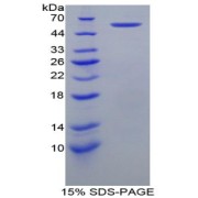 SDS-PAGE analysis of Mouse HSPD1 Protein.