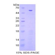 SDS-PAGE analysis of Human HSPBP1 Protein.