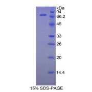 SDS-PAGE analysis of recombinant Human HSPA1L Protein.