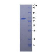 SDS-PAGE analysis of Human HSPA4 Protein.