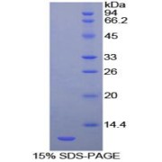 SDS-PAGE analysis of Cow HSPA8 Protein.