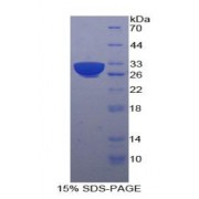 SDS-PAGE analysis of Human HSPA9 Protein.