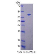 SDS-PAGE analysis of recombinant Human Heat Shock Protein 40 (HSP40) Protein.
