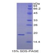SDS-PAGE analysis of Human HSPb3 Protein.