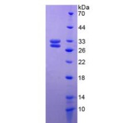 SDS-PAGE analysis of Rat HSF2 Protein.
