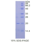 SDS-PAGE analysis of Human IHH Protein.