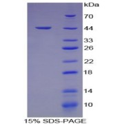 SDS-PAGE analysis of Human Hemojuvelin Protein.