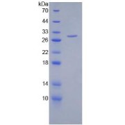 abx067054