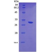 SDS-PAGE analysis of Human HGF Protein.